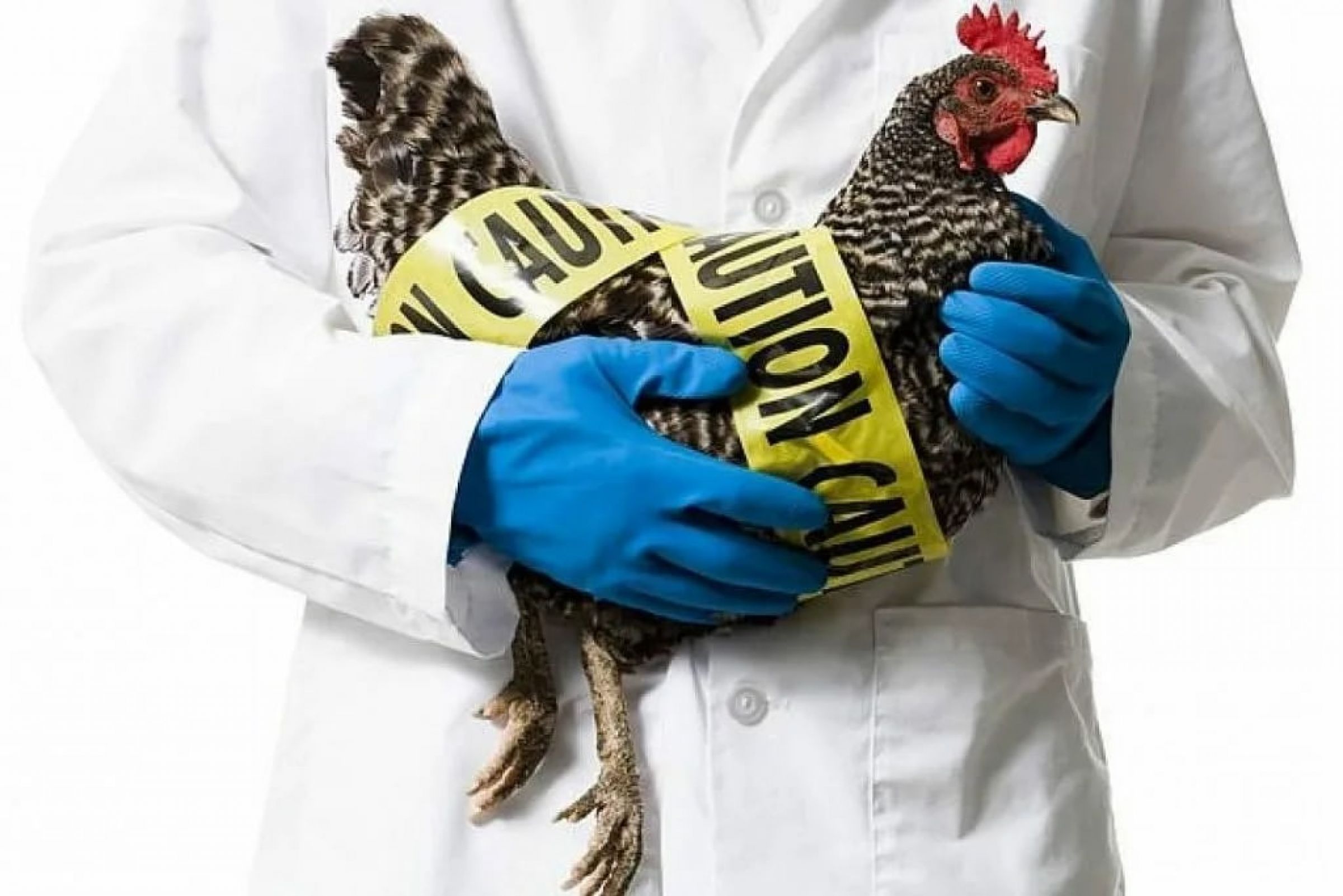 Об эпидемиологической ситуации касательно птичьего гриппа